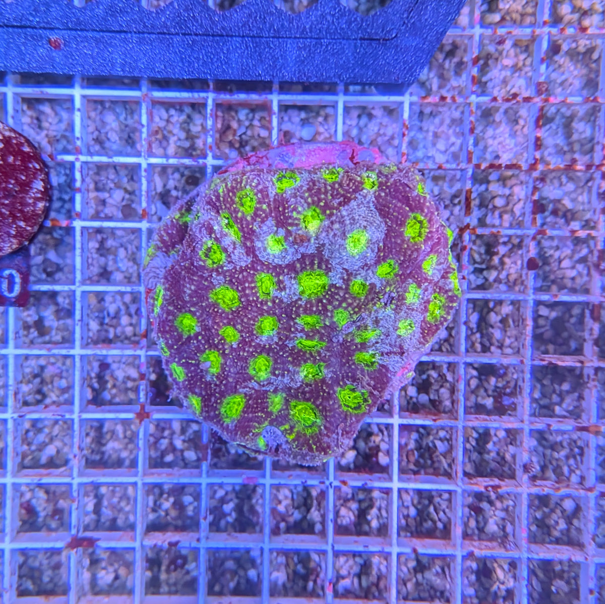 Genie Acan Echinata Colony