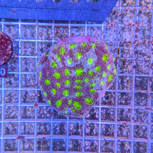 Genie Acan Echinata Colony