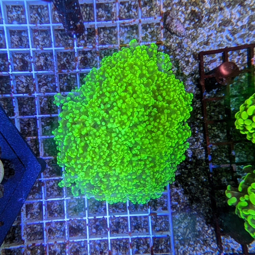Green Octospawn Large