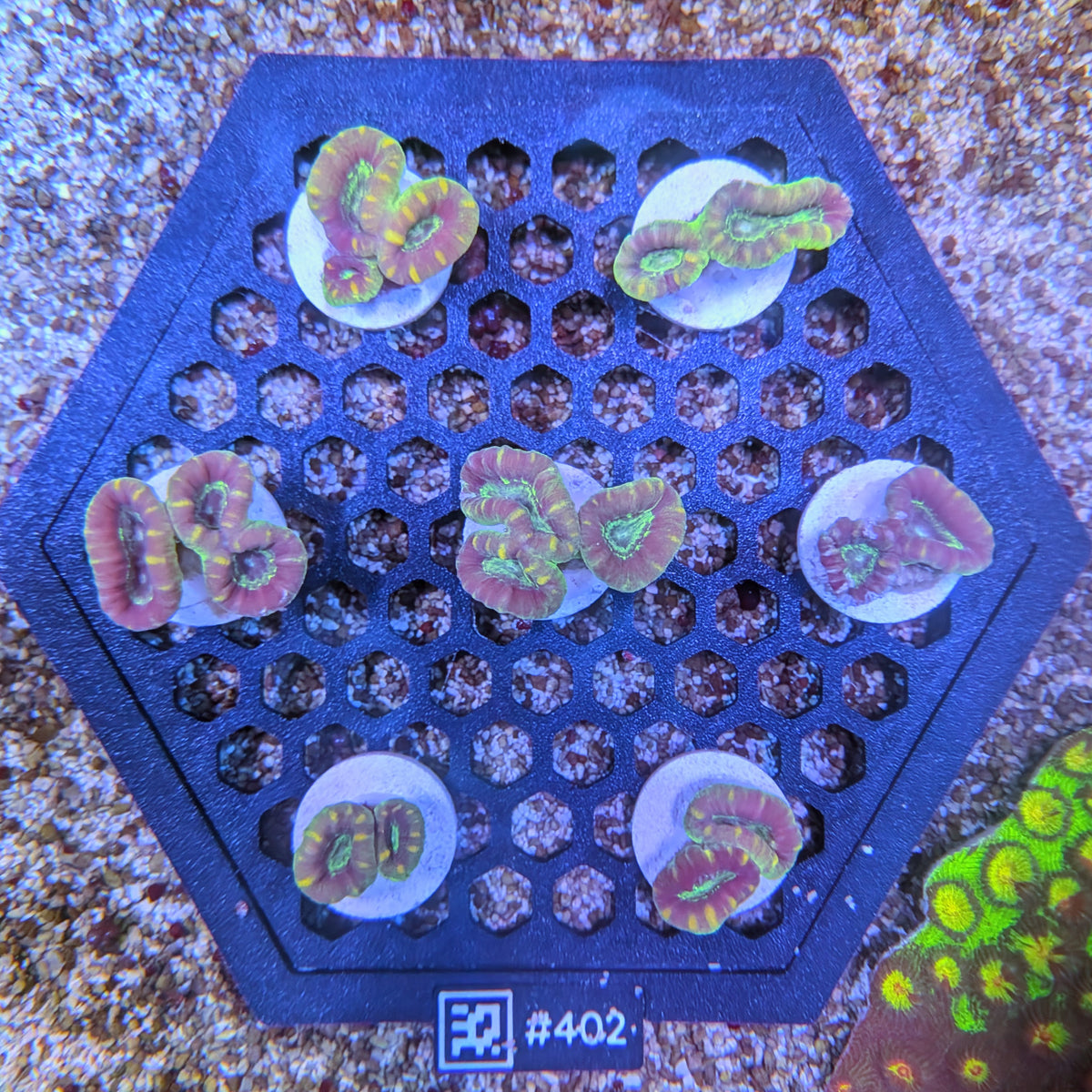 Aquamarine Candy Cane Coral Frag