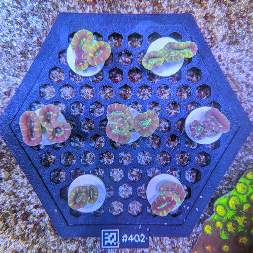 Aquamarine Candy Cane Coral Frag