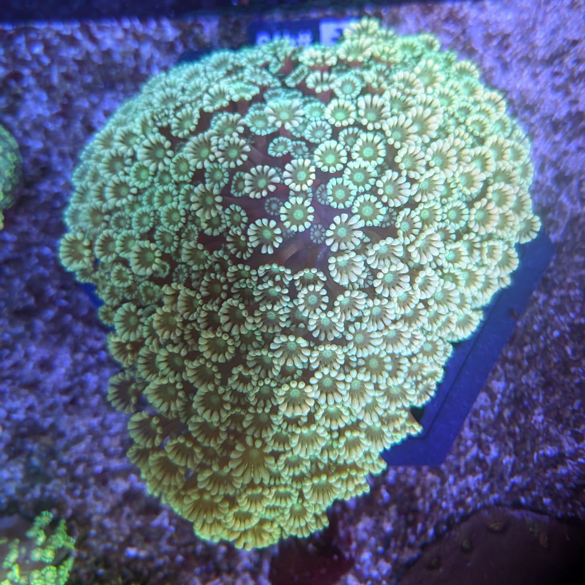 XL Green Alveopora Colony