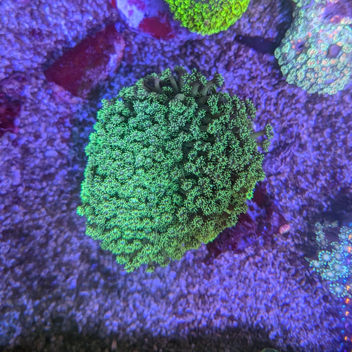 Green Ball Goniopora Colony