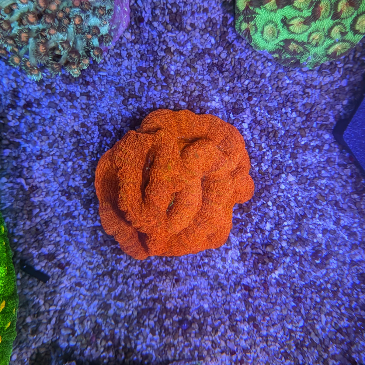 Red Bowerbanki Colony