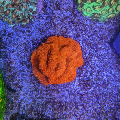 Red Bowerbanki Colony