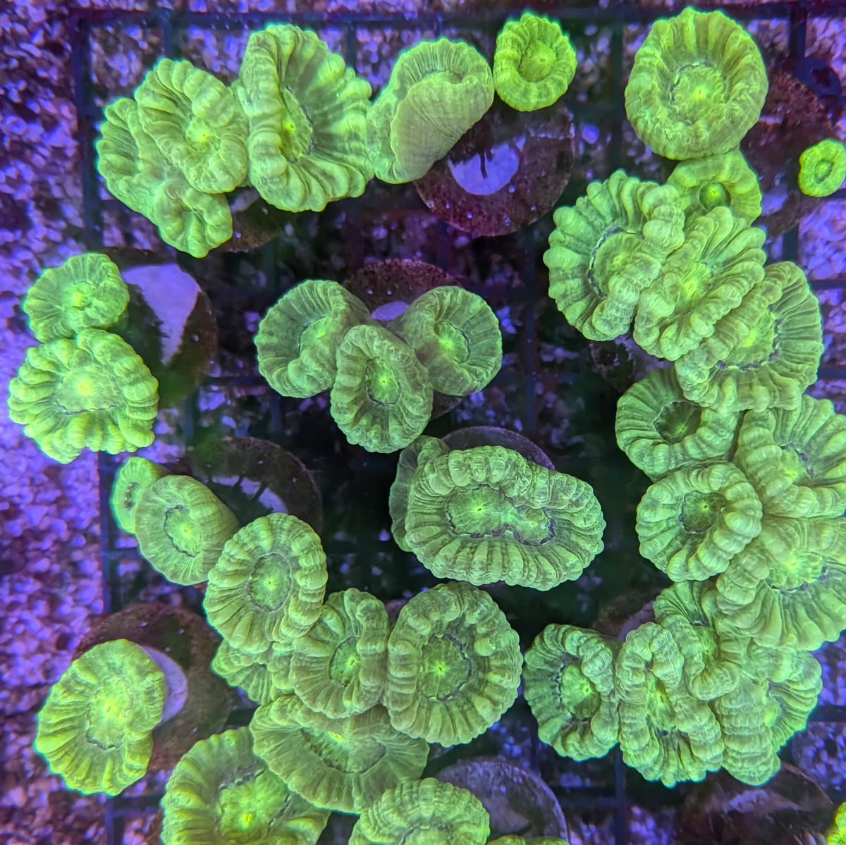 Green Candy Cane Coral Frag