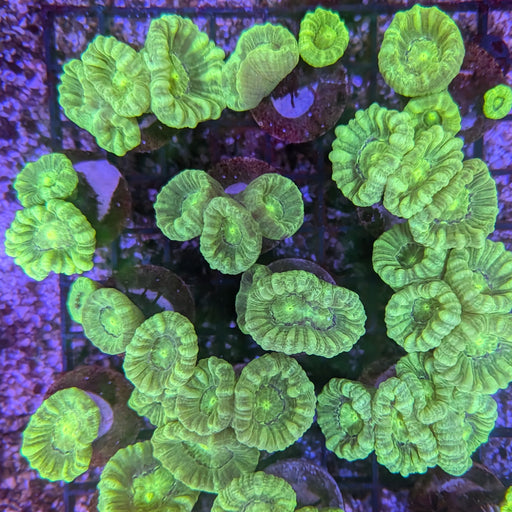 Green Candy Cane Coral Frag