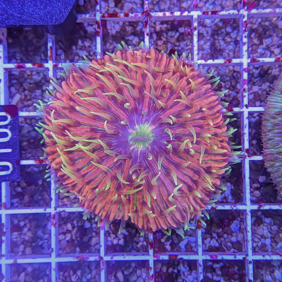Flamin' Fungia Plate