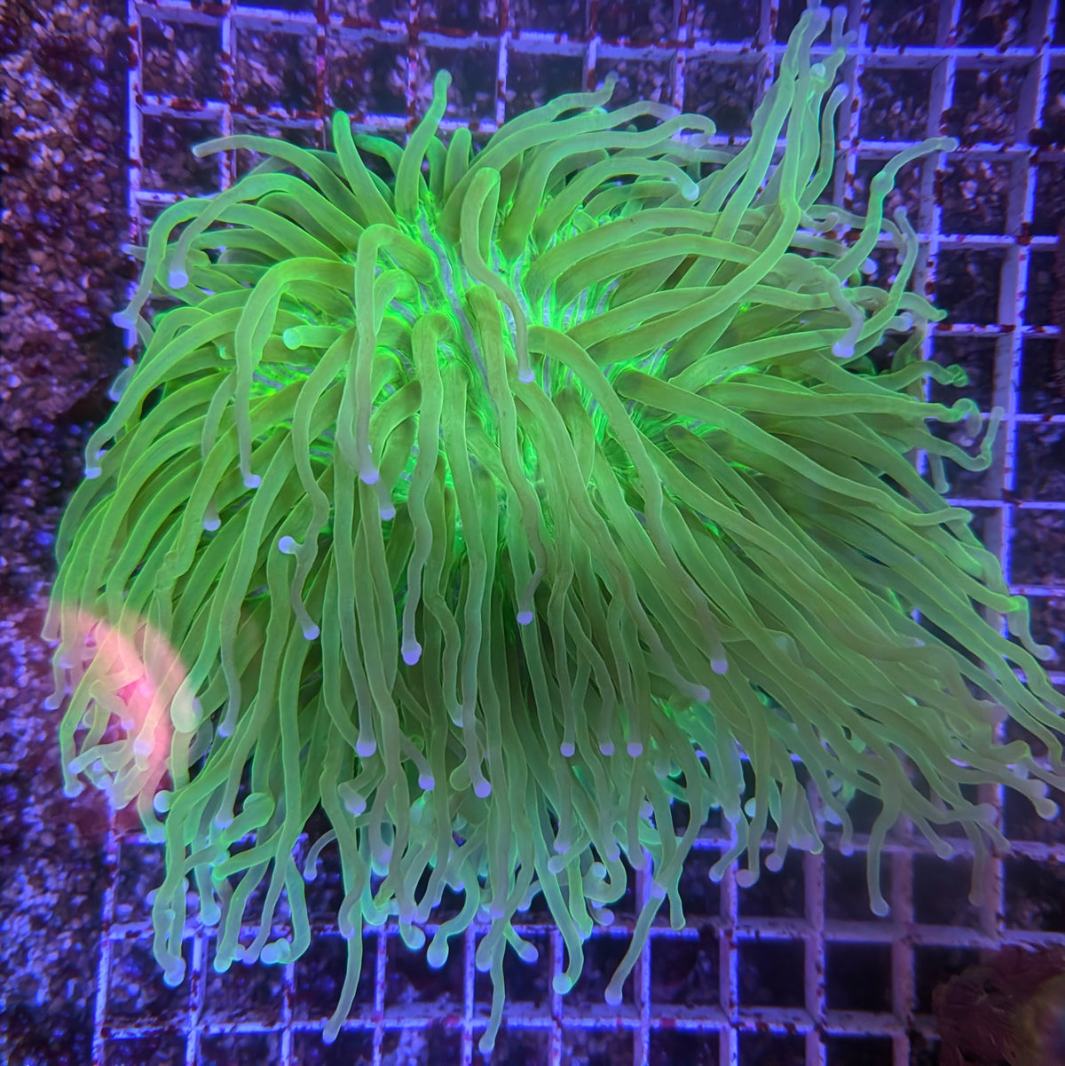 Lime Green Heliofungia Plate
