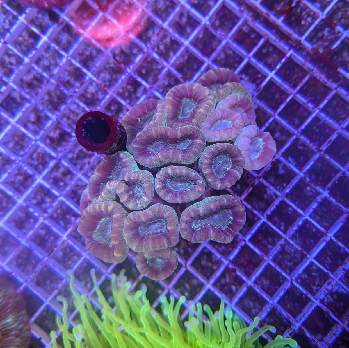 Aquamarine Candy Cane Coral Colony