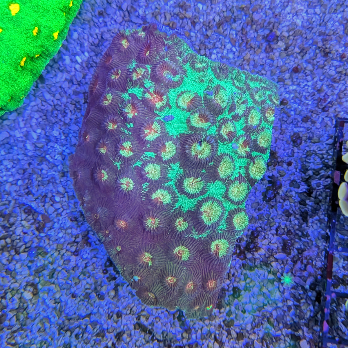 Two Tone Favia Colony B