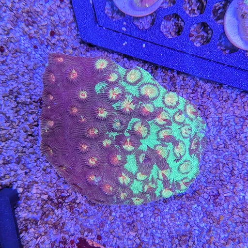 Two Tone Favia Colony A