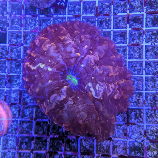 Magma Cynarina