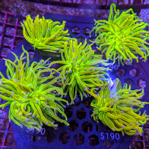 Banana Grail Torch