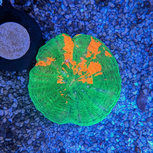 Bleeding Apple Scoly