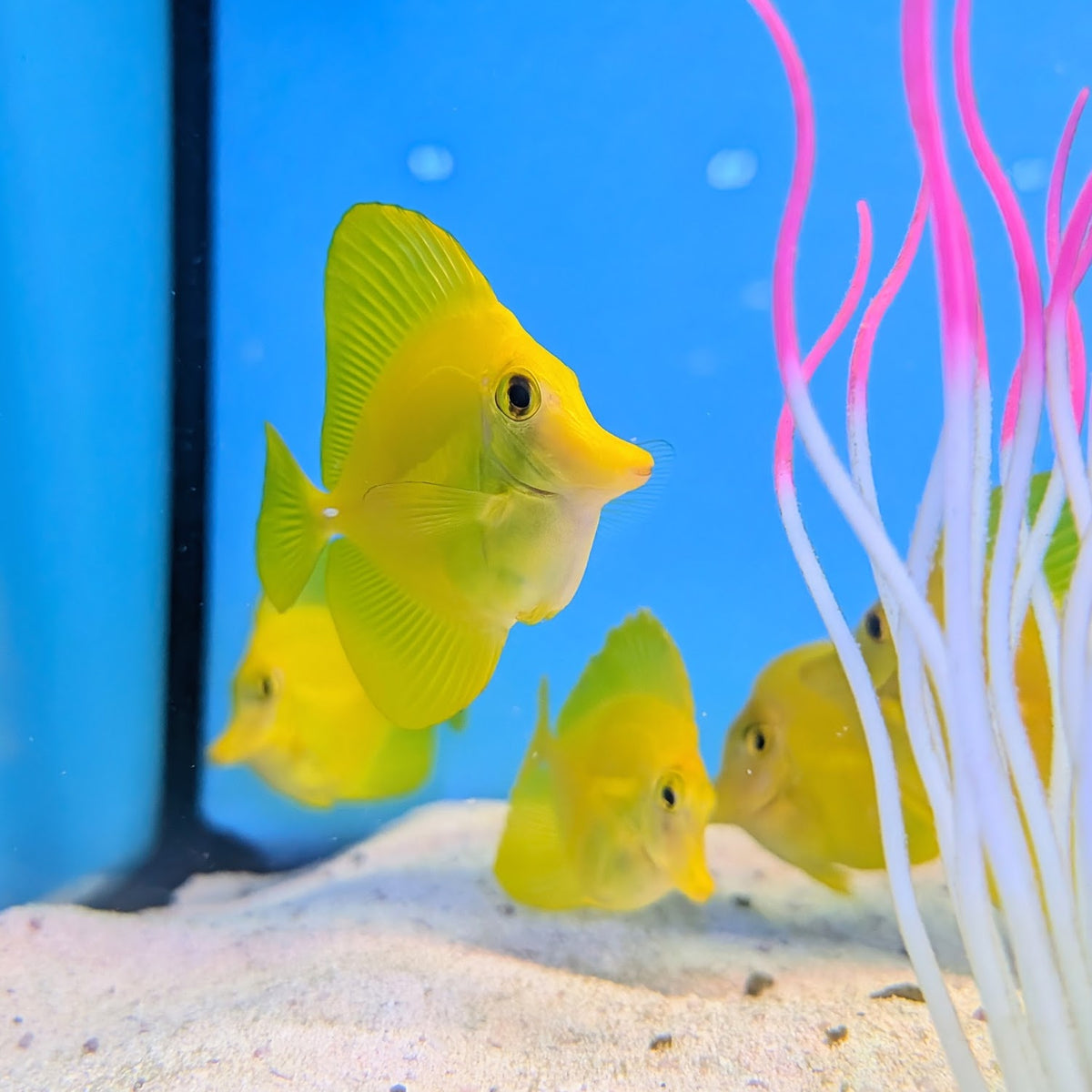 Captive-Bred Yellow Tang