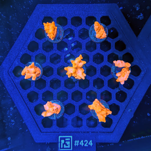Orange Setosa Frag