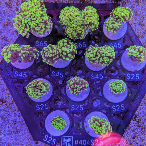 Green Hammer Frag