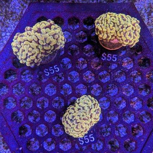 Orange Hammer Frag
