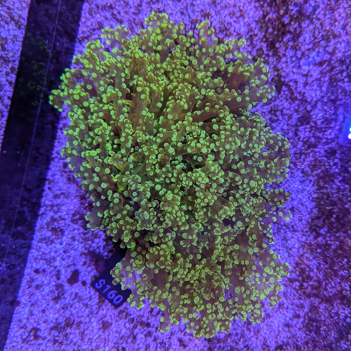 Green Octospawn Wall Large