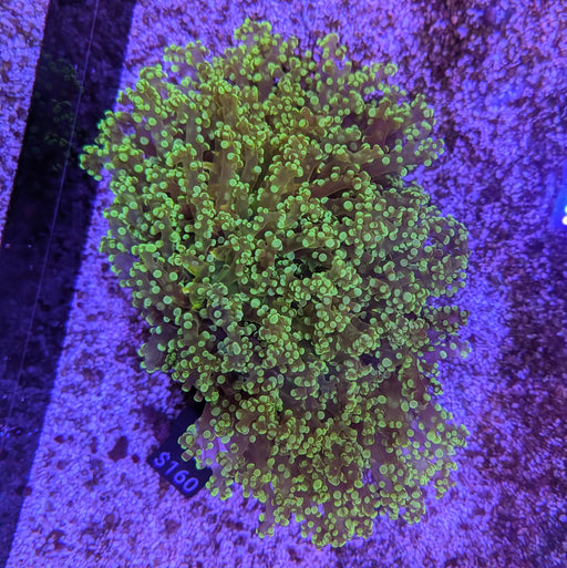 Green Octospawn Wall Large