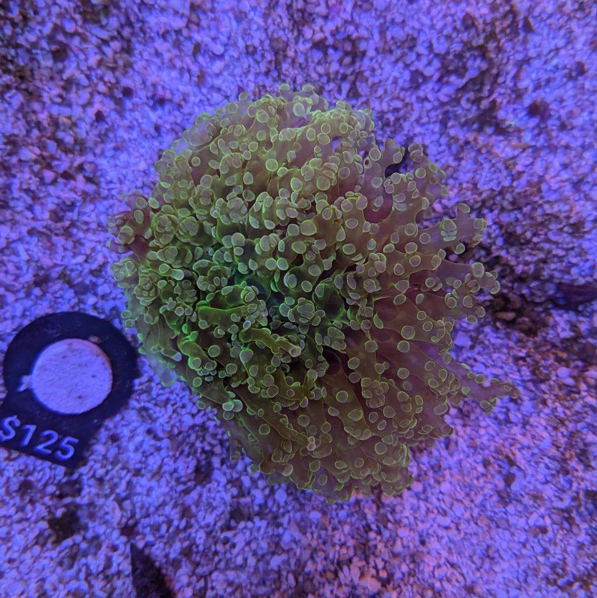 Green Octospawn Wall Medium
