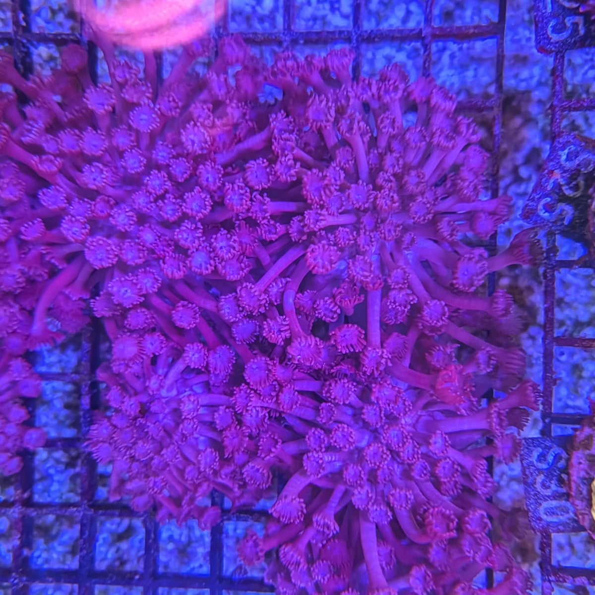 Purple Branching Goniopora Frag