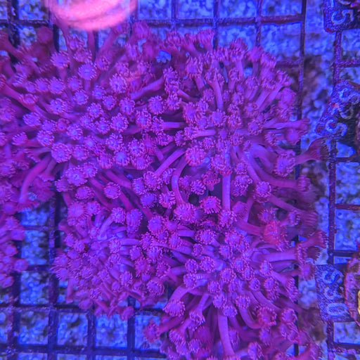 Purple Branching Goniopora Frag