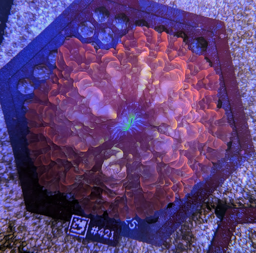 Magma Cynarina