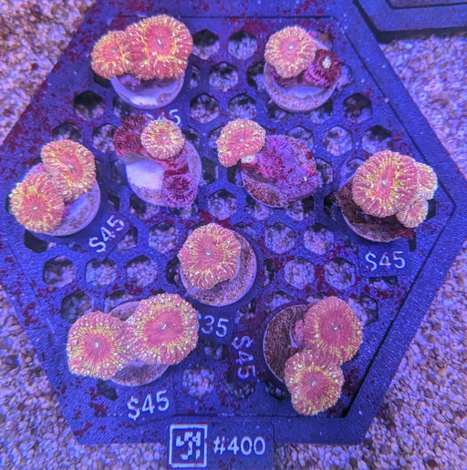 Gold Rim Blastomussa Frag