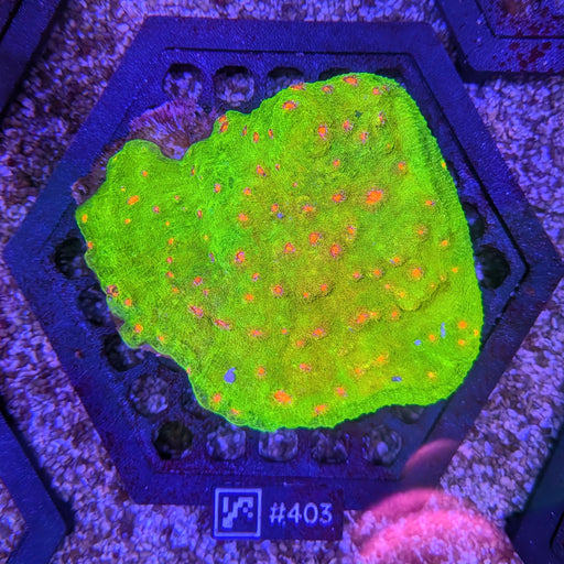Mummy Eye Chalice Colony