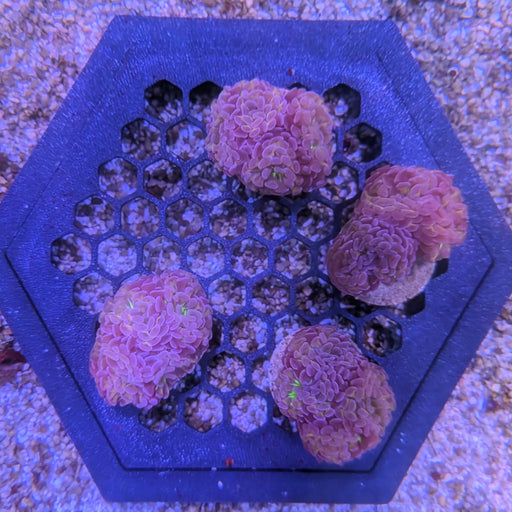Purple Tip Green Center Hammer Frag