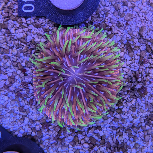 Rainbow Plate Coral S