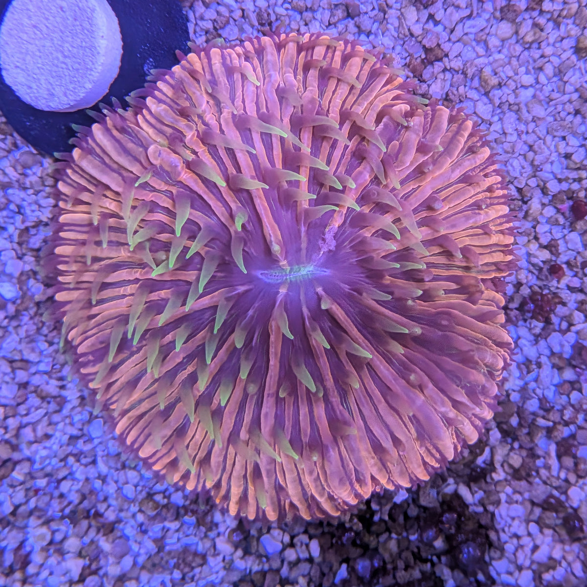 Rainbow Plate Coral M