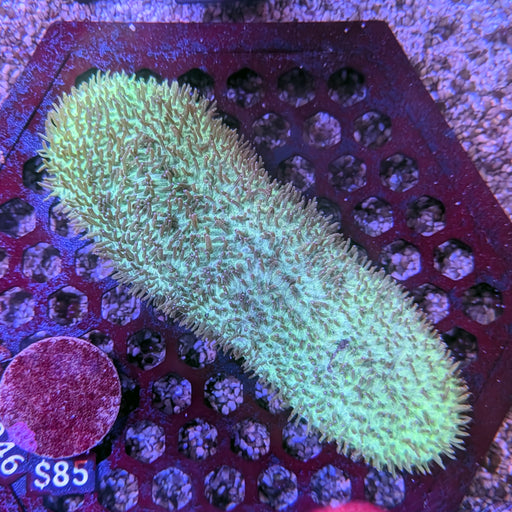 Green Tongue Coral 0046
