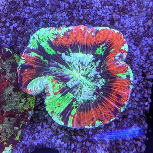 Ultra Red & Green Trachy