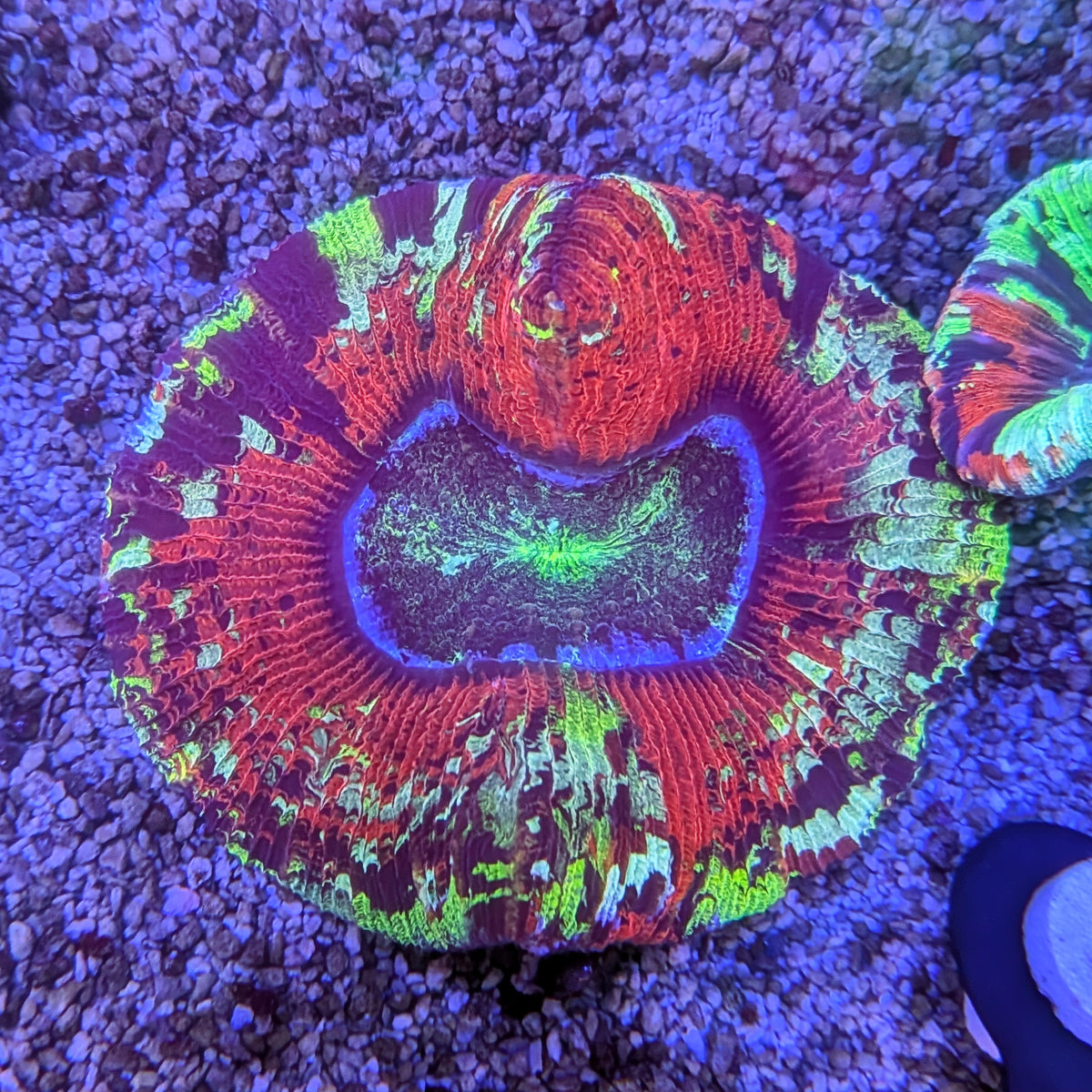 Ultra Red Trachy