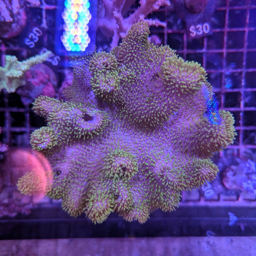 Green Toadstool Coral Large