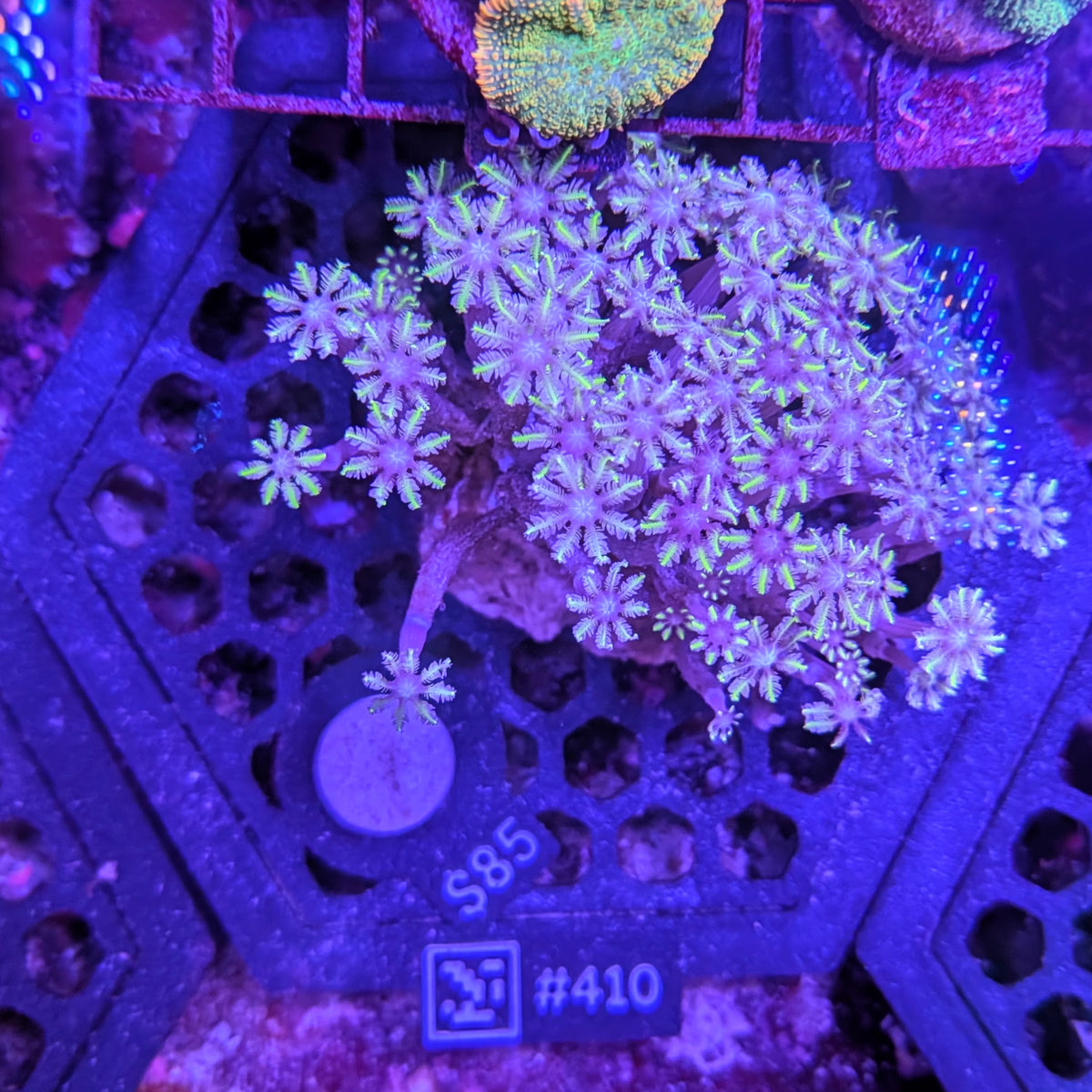 Green Tip Clove Polyp Rock