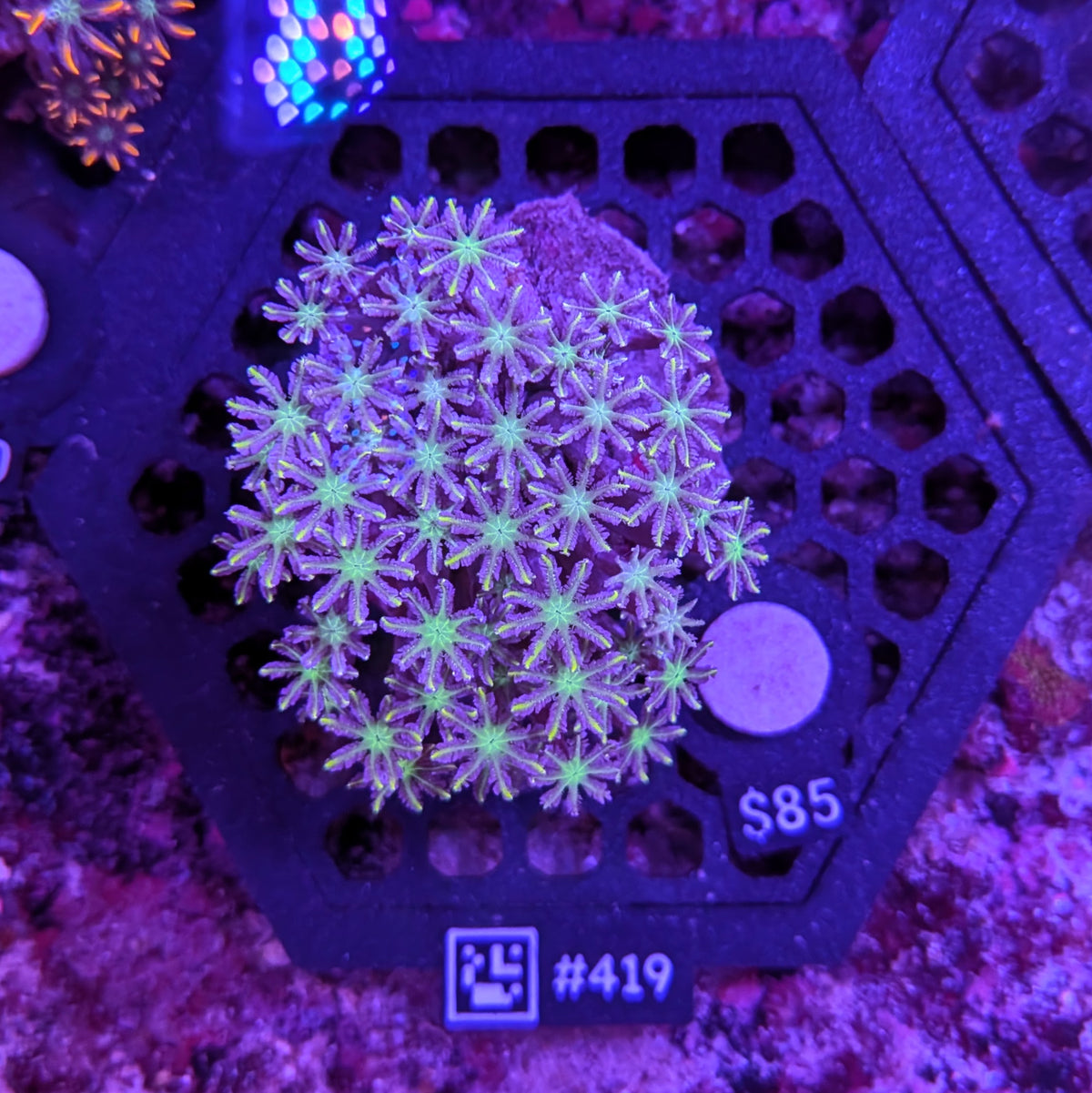 Green Center Clove Polyp Rock