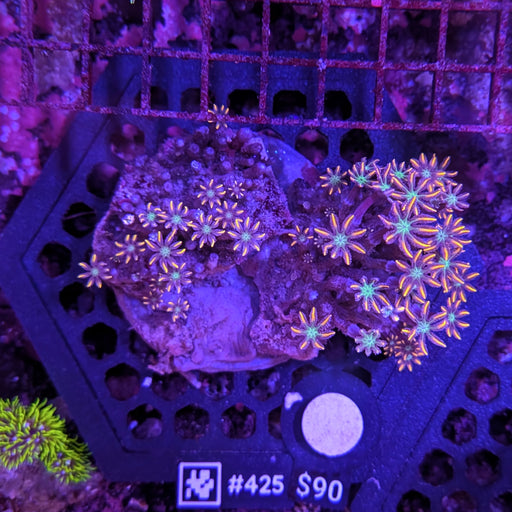 Firework Clove Polyp Rock