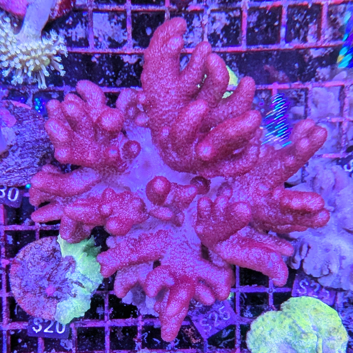Purple Finger Leather Coral Large