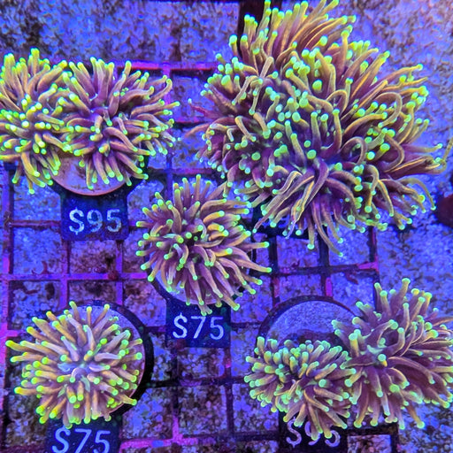Dragon Soul Torch Frag