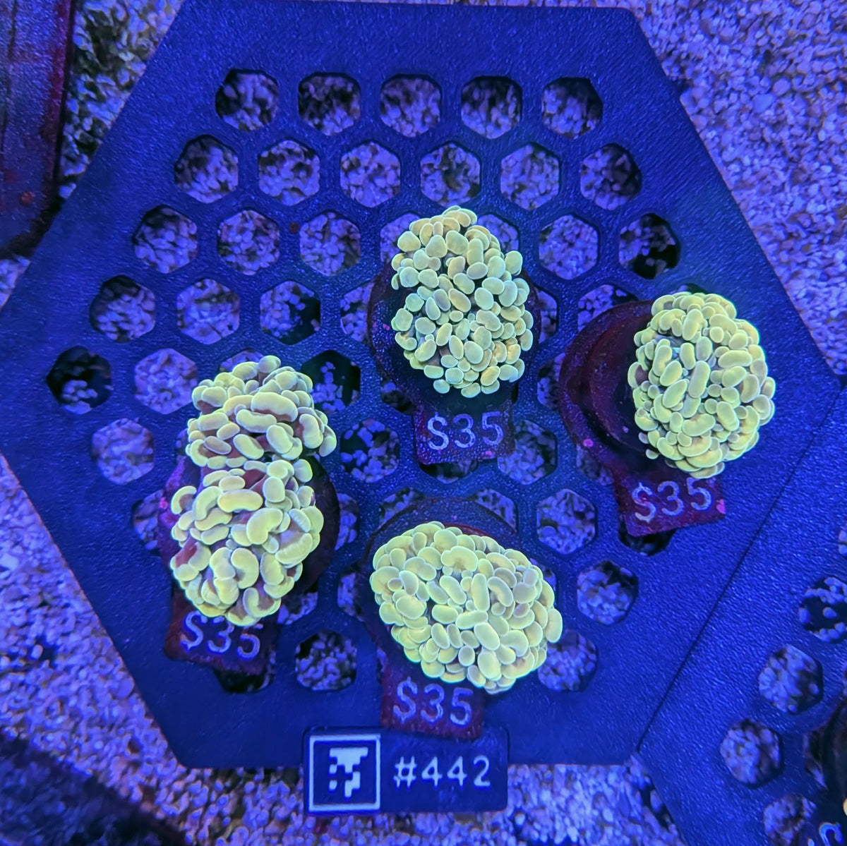Forest Green Hammer Frag 442