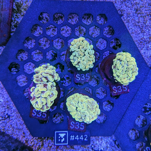 Forest Green Hammer Frag 442