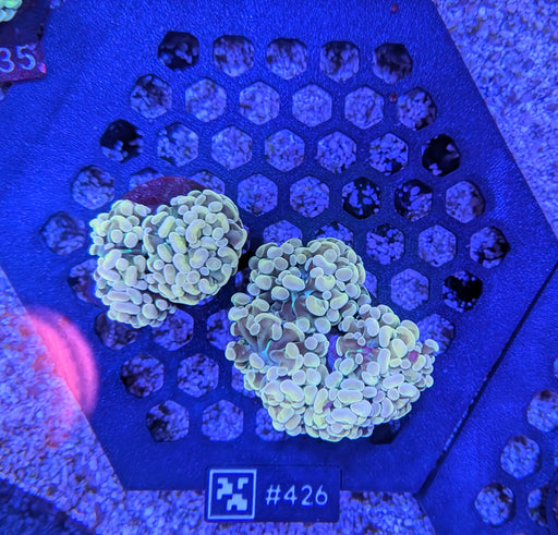 Olive Green Hammer Frag 426