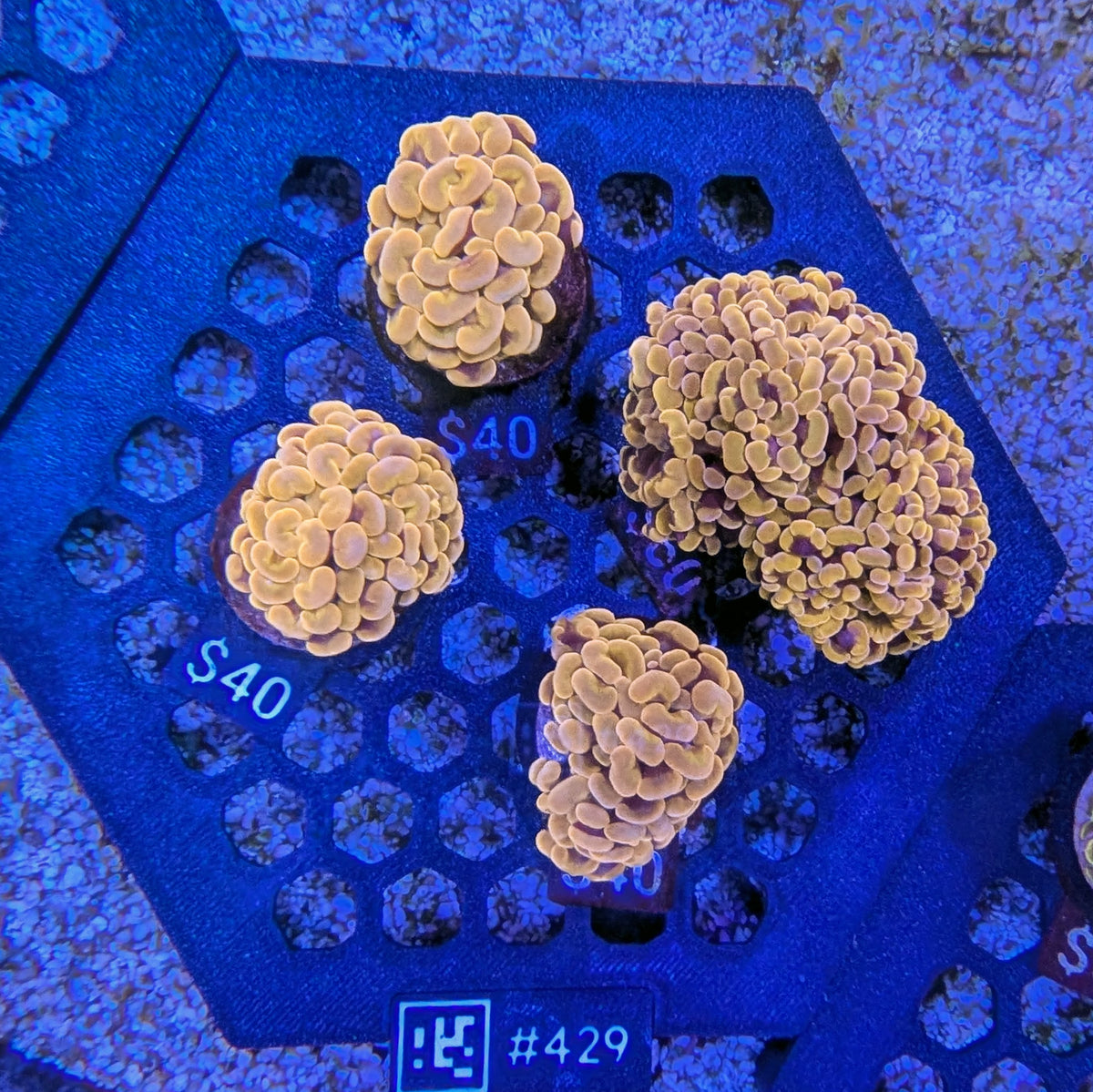 Orange Hammer Frag 429