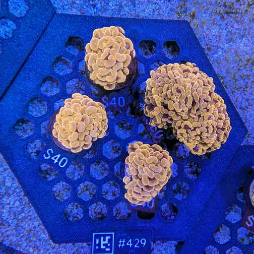 Orange Hammer Frag 429