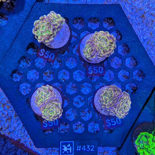 Holo Hammer Frag 432