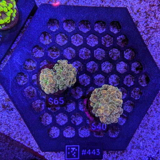 Green & Orange Hammer Frag 443